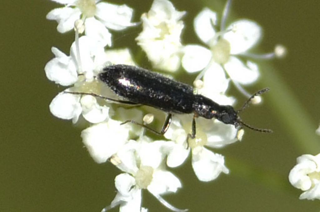 Dasytidae:   Dasytes sp.,  femmina